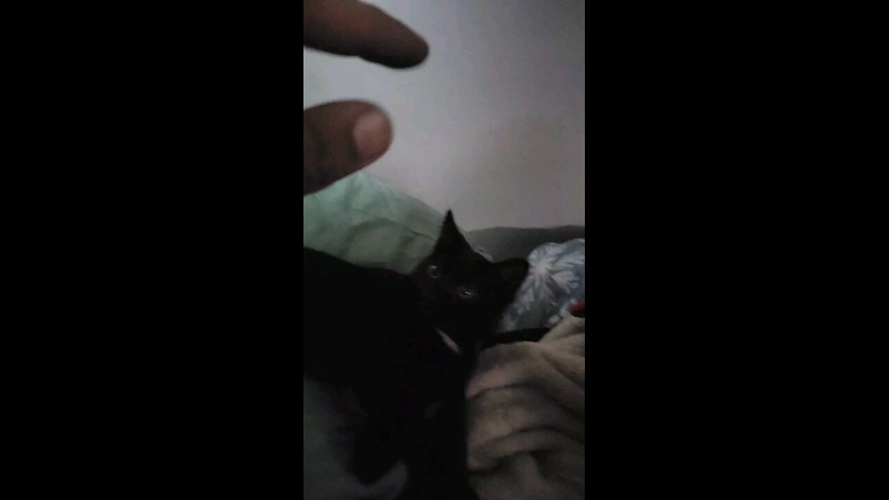 Little Kitten Is Super Playful