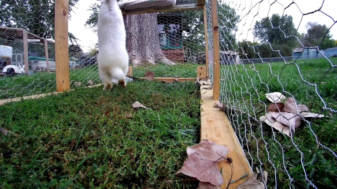 I'm starting to question if the rabbits are lying