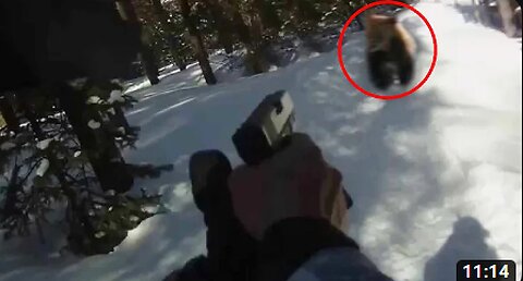 BEAR attack gone horribly WRONG!