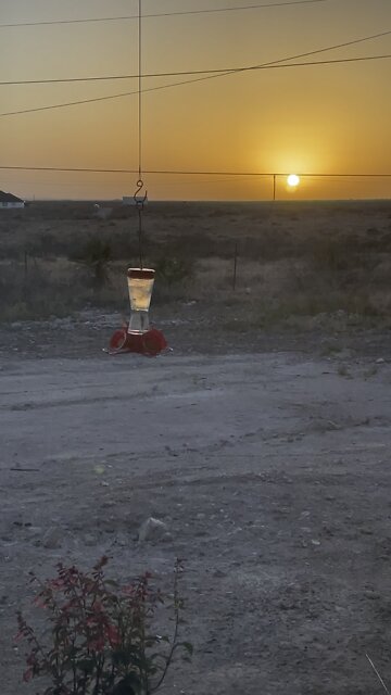 Hummingbirds and beautiful suset