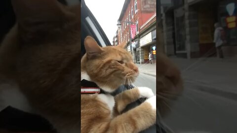 Cat with the wind in its face taking in all the new smells!