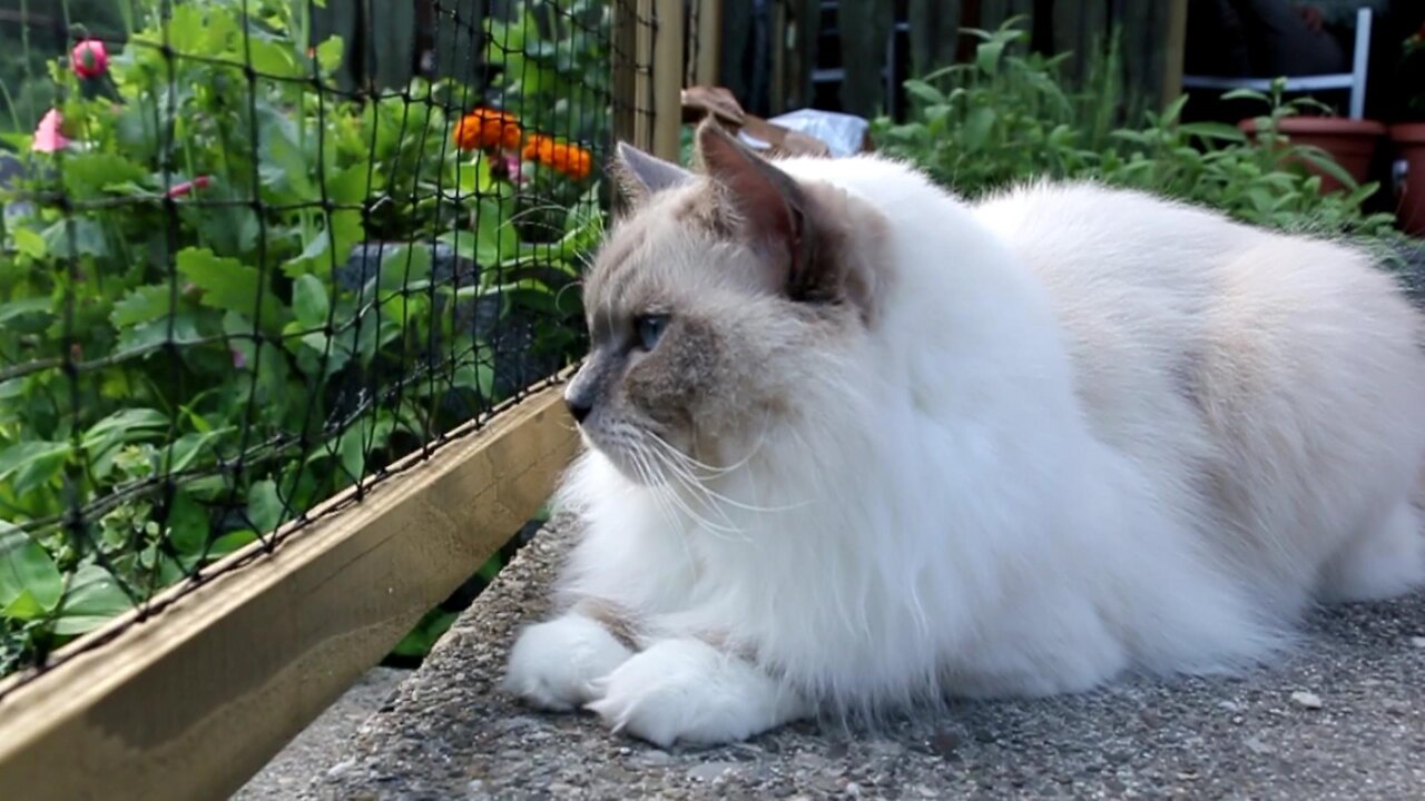 It's Garden Time for our Ragdoll Cats and Lady