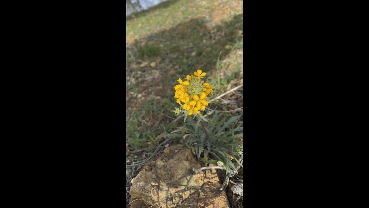 Western Wallflower