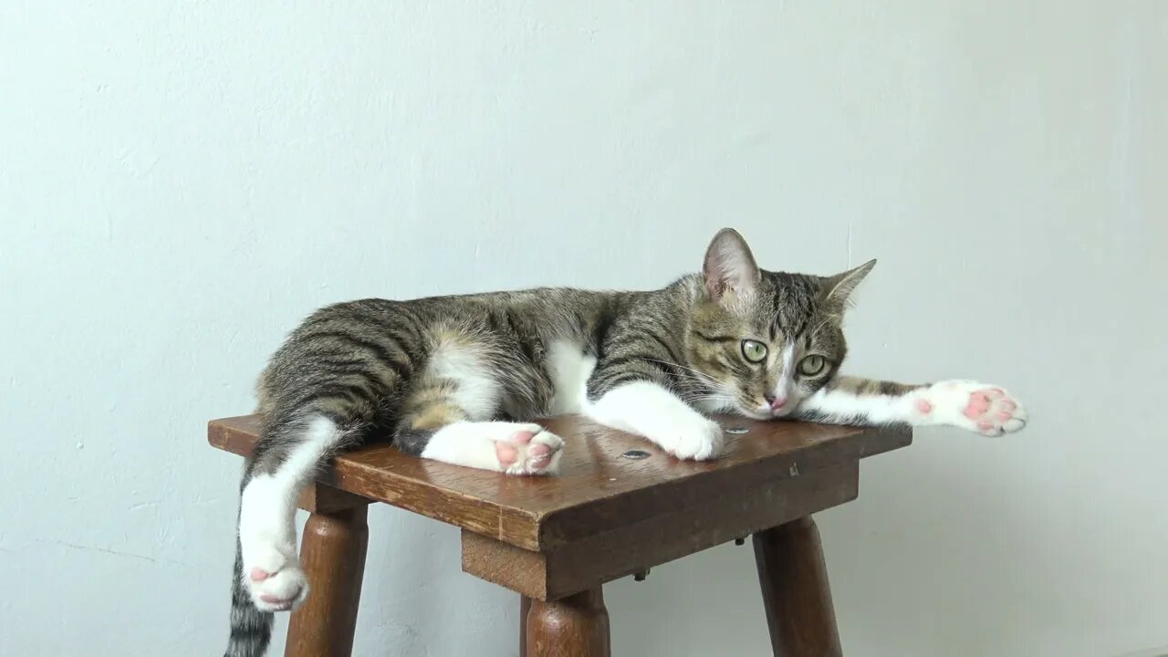 Cute Kitten Sleeps on a Chair