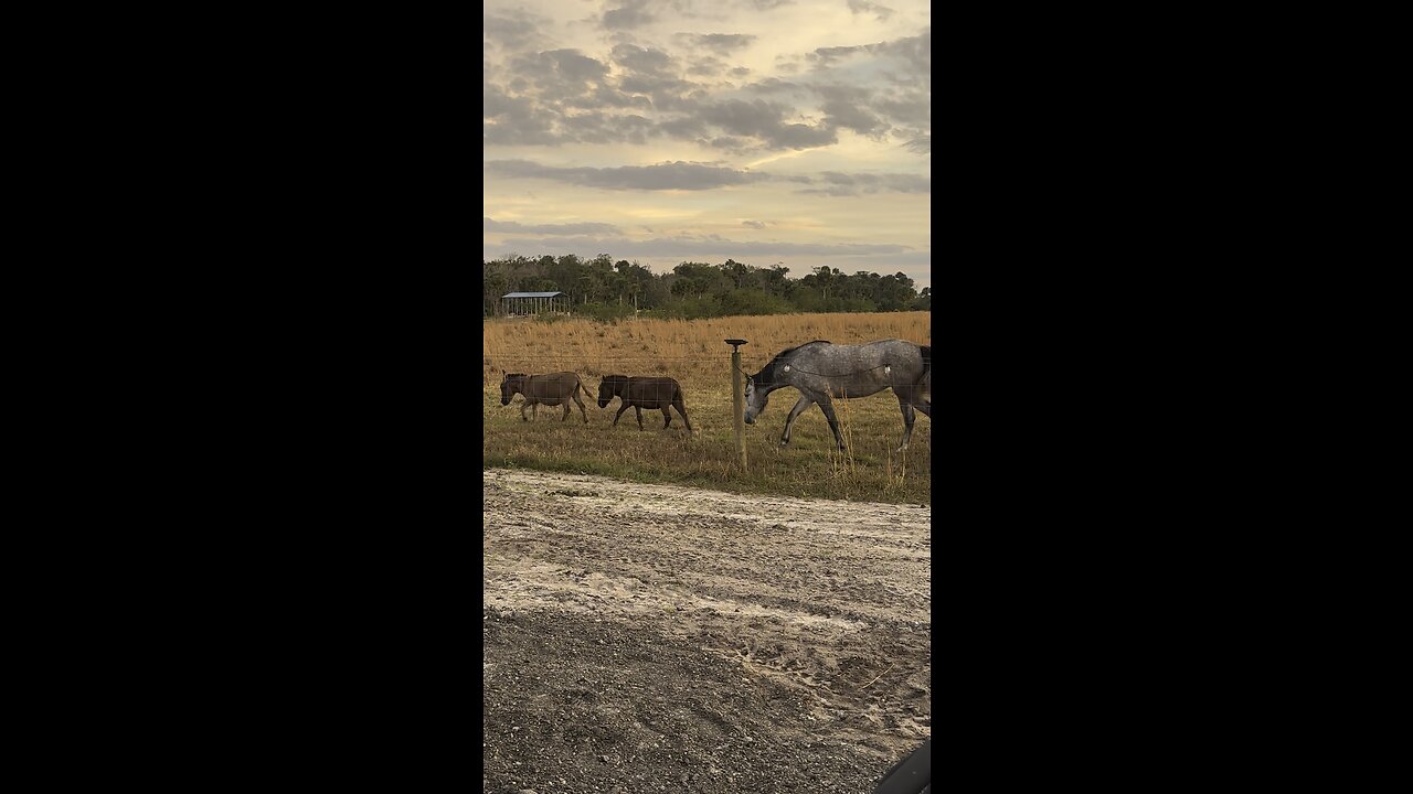 Donkeys and Horse play