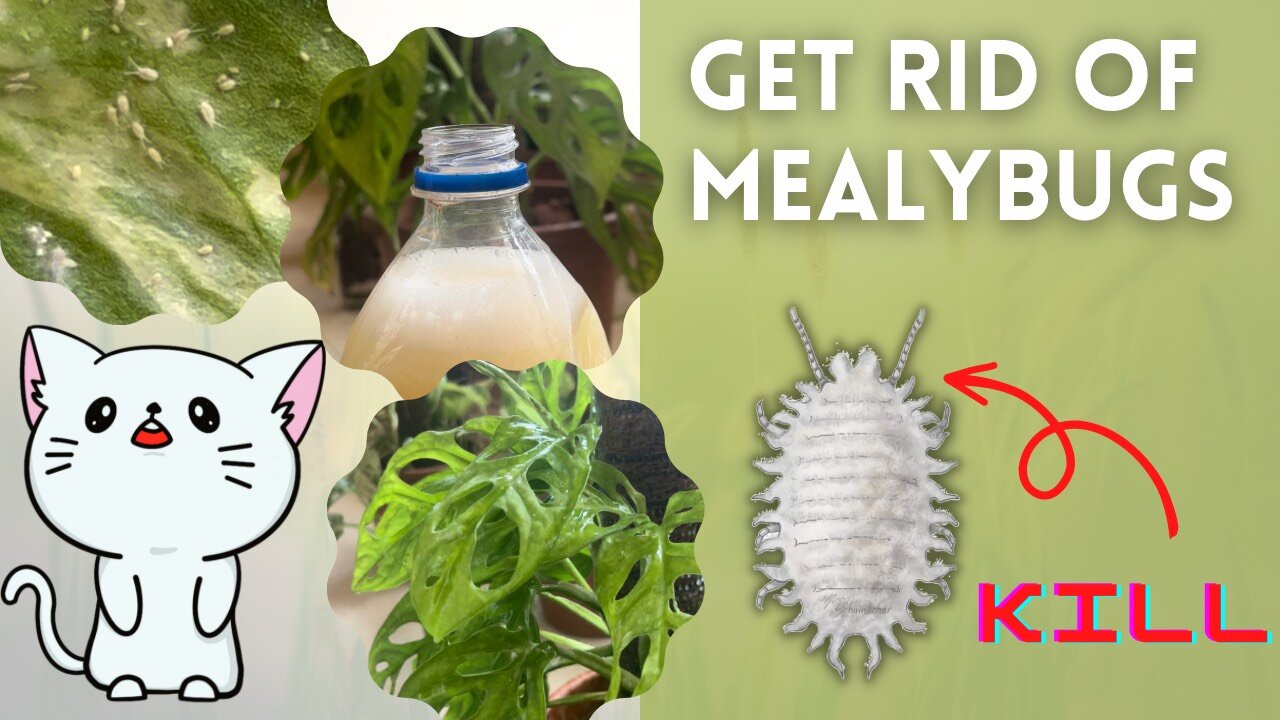 How to remove MEALYBUGS from plants - This will work like MAGIC!!!