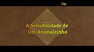 A Sensibilidade de um Animalzinho. #Shorts