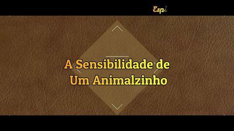 A Sensibilidade de um Animalzinho. #Shorts