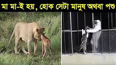 মা সব সময় মা-ই হয় , হোক সেটা মানুষের অথবা জন্তু জানোয়ার দের। Mother Animal Saving Their Babies