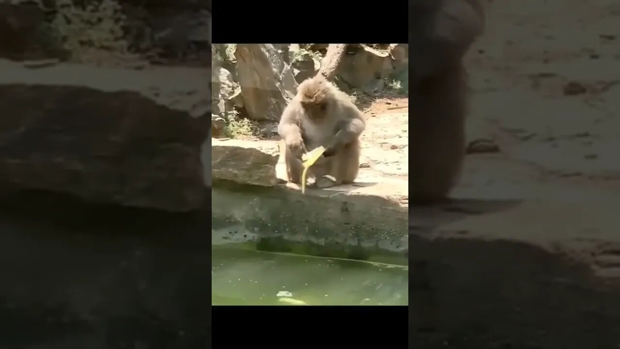 Unlucky monkey