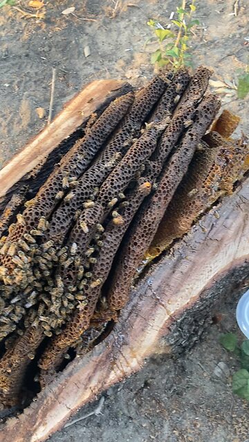 Dissected bee tree 4 of 5