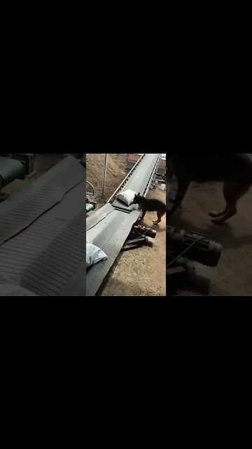 não tá fácil nem pra cachorro 🤣🤣🤣