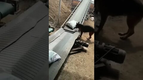 não tá fácil nem pra cachorro 🤣🤣🤣