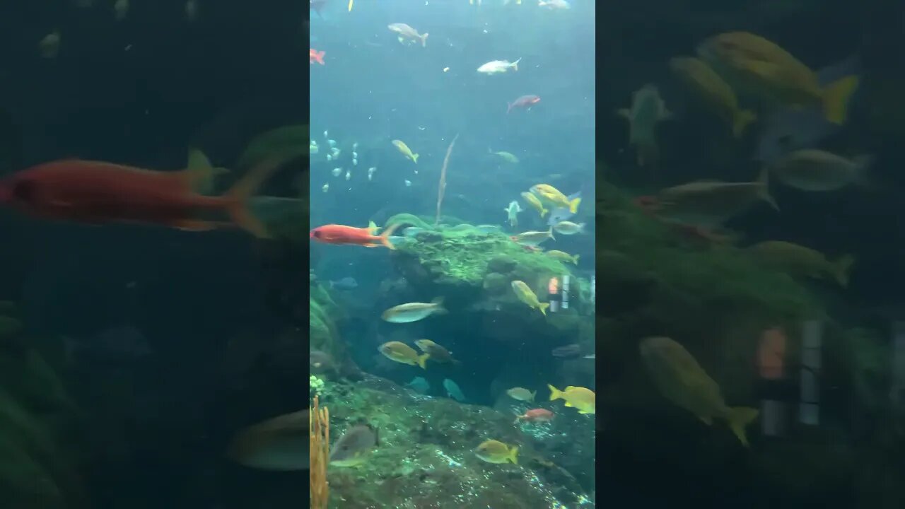 Fish tornado!