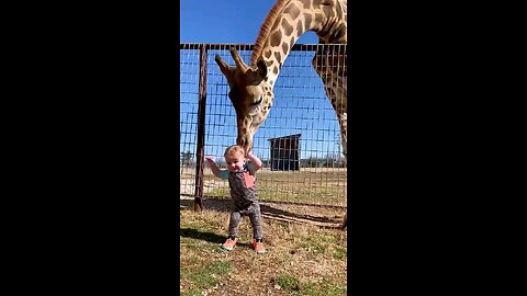 Cute Giraffe Gives Baby Smooches!