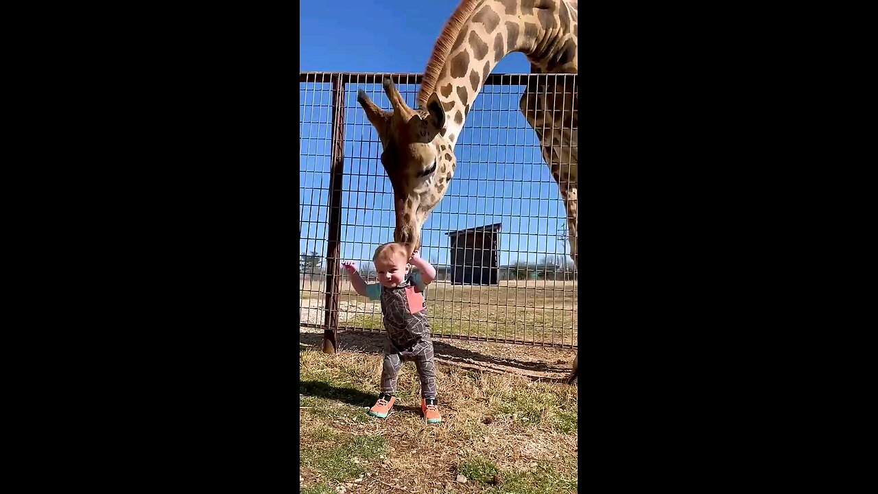 Cute Giraffe Gives Baby Smooches!