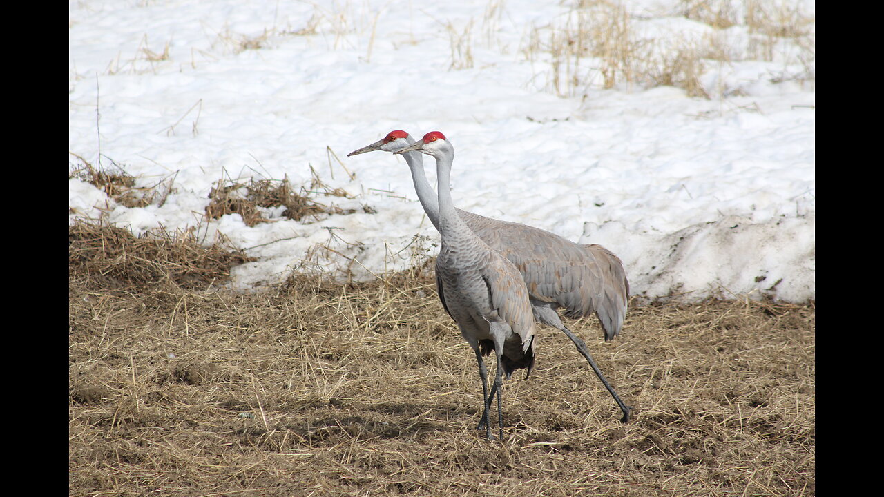 Sandhill Cranes in Fairbanks, Alaska in May 2023 [알래스카 오로라 빙하 디날리국립공원 북극권 여행]