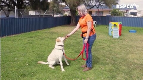 Dog training: sit & drop