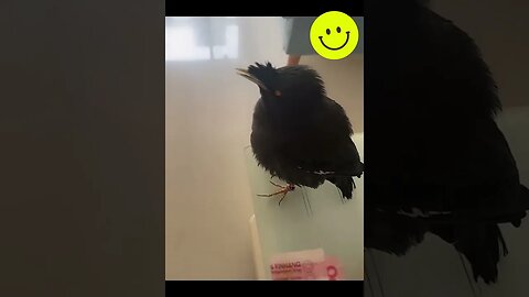 i need this crow