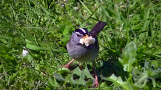 IECV NV #563 - 👀 European Starlings & White Crowned Sparrow 5-12-2018