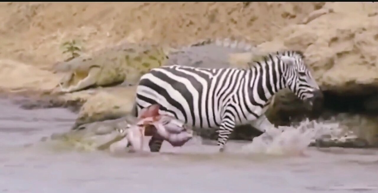 Dangerous crocodiles hunting a zebra in an African river