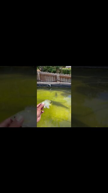 1Min Animal World #dogs #cats #pet