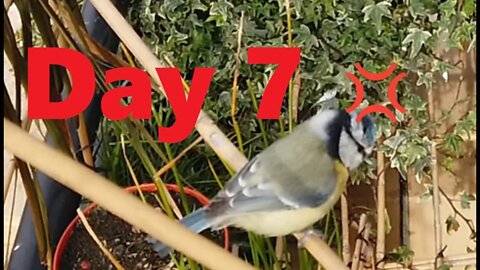 Blue Tit Nesting Day 7 Highlights