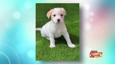 PICK OF THE LITTER: Chrissy!