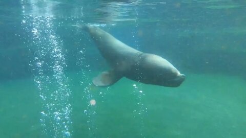 Part 1- Ma Visite au Parc Zoologique Paris 🙋🏻‍♀️🎥❗ - Les Otaries 💙