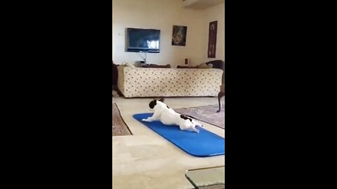 Funny cats and dogs video funniest animals make your day