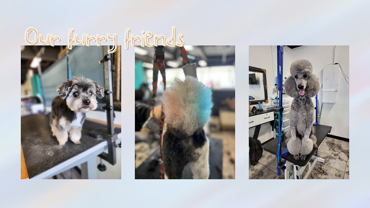 Dog Groomers in Corvallis | Fur Colors