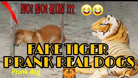 FAKE TIGER PRANK ON REAL DOGS NO COPYRIGHT - FUNNY ANIMAL VIDEOS COMPILATION