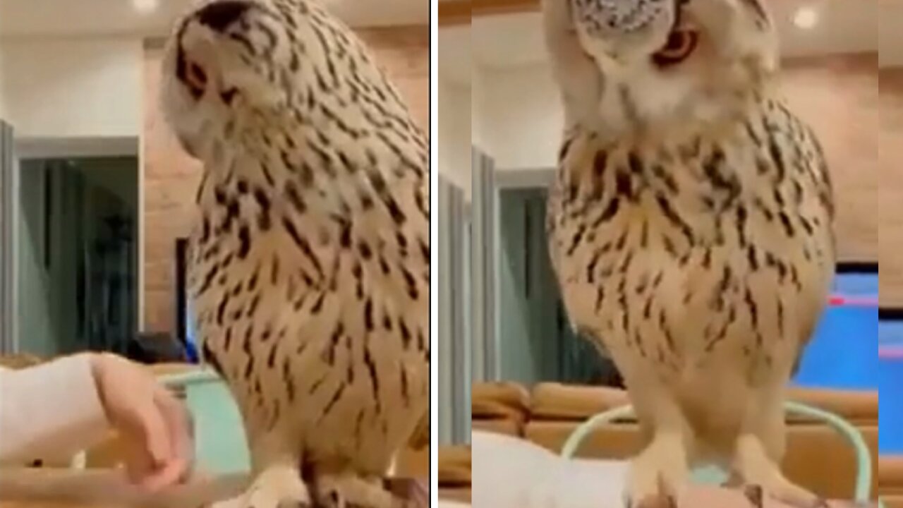 Cute owl Having a complete Blast stepping on owners arm so adorable