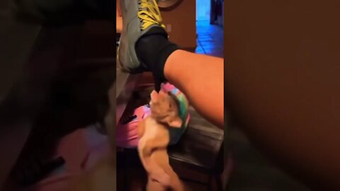 How cute😍🤣 | #shorts | #viral | #trending | #funnydogs