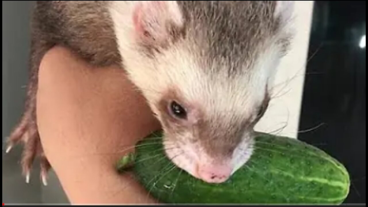 Ferret steal cucumber from Yorkie friends