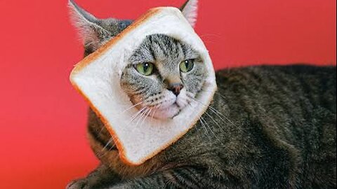 Funny cat 2