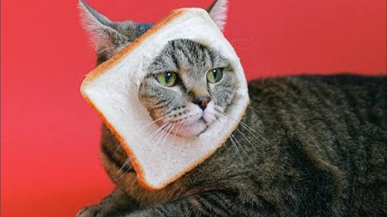 Funny cat 2