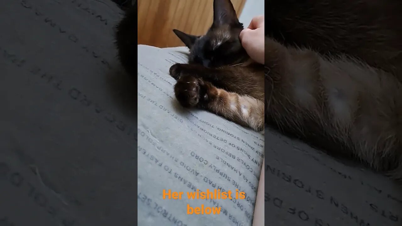 a very relaxed cat. #kittycat #viral