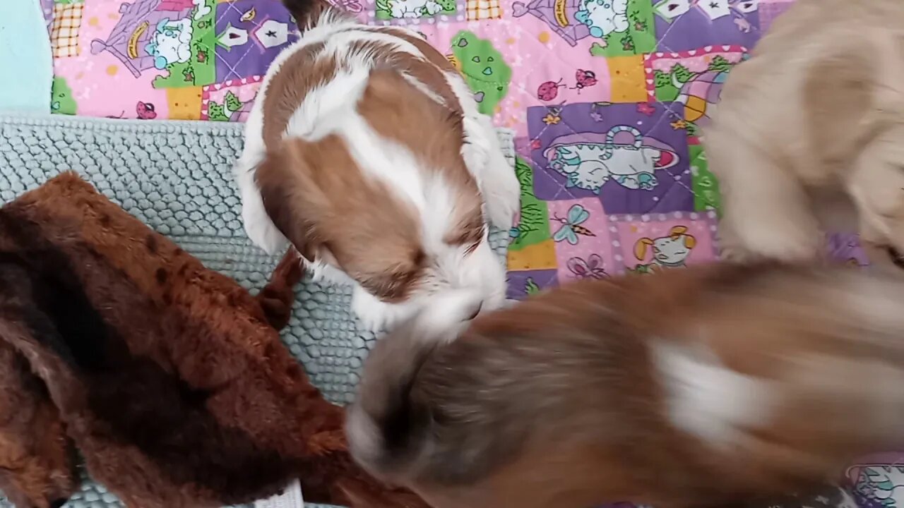 k litter.. Sorry for the rambling