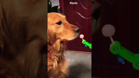 Funny doggo 👑 🥺❤️ please get this viral | #viral | #funnydogs | #trending | #shorts