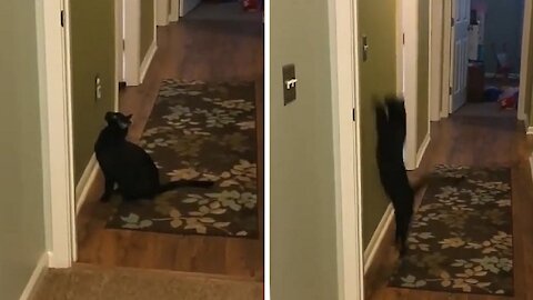 Cat tries to turn off the hallway light somehow