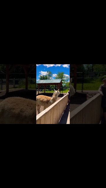 An Alpaca with some gnarly hair