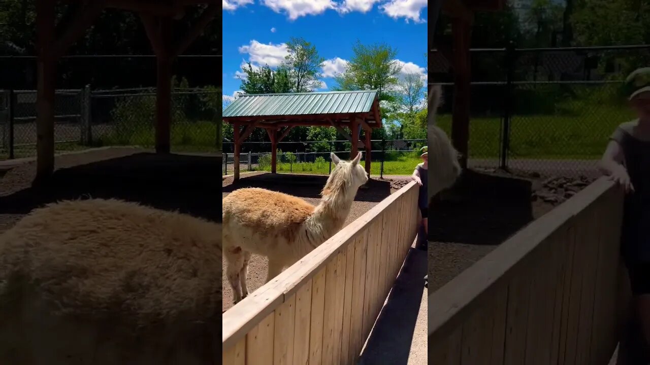 An Alpaca with some gnarly hair