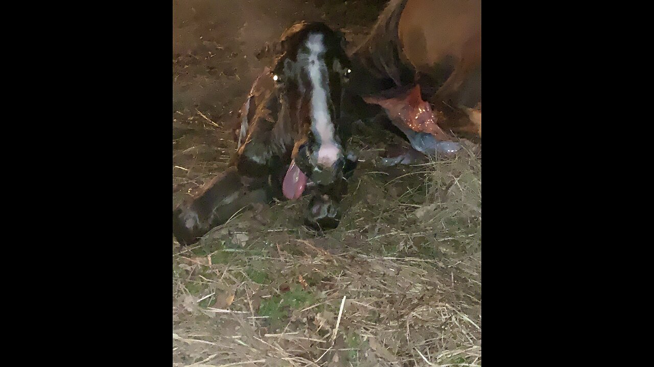 20 year old mare gives birth to colt with his tongue stuck out.