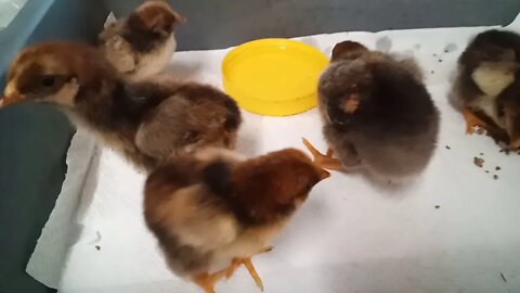 Chicks, Gold Laced Wyandotte crosses, and then there was 5 ( 01/06/2020 )( Video 4 )