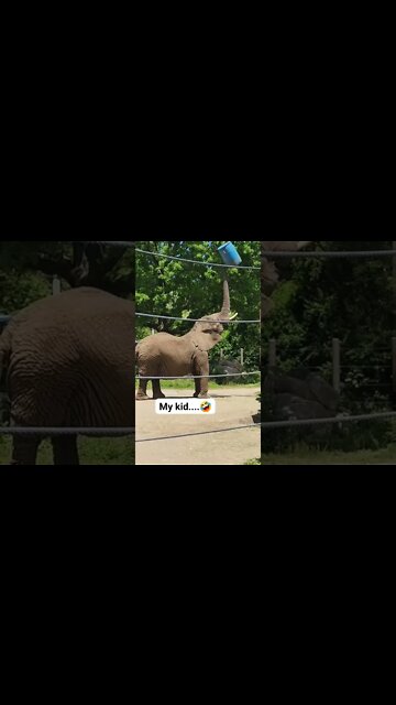 Just watch and laugh...