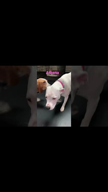 [Shorts 0104] ATHENA [#dogs #doggos #doggies #puppies #dogdaycare]