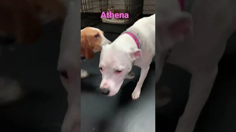 [Shorts 0104] ATHENA [#dogs #doggos #doggies #puppies #dogdaycare]