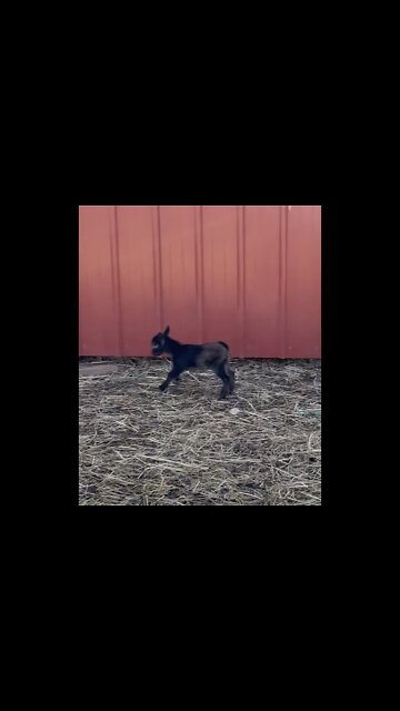 Brave Little Goats Come Out of Barn For First Time!