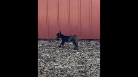 Brave Little Goats Come Out of Barn For First Time!